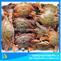 delicious frozen new arrival blue swimming crab wholesaler